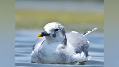 India News | Rare Arctic Bird Sabine's Gull Makes Rare Appearance in Nalsarova
