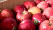 Apple Traders in Pune Announce To Boycott Turkish Apples as Turkiye Supported Pakistan Amid Recent Tension With India; Customers Also Don't Want Them, Says Trader (Watch Video)