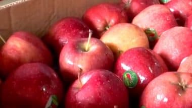 Apple Traders in Pune Announce To Boycott Turkish Apples as Turkiye Supported Pakistan Amid Recent Tension With India; Customers Also Don't Want Them, Says Trader (Watch Video)
