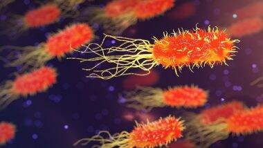 All About Listeria Infection That Contaminates Food As 10 People Land in Hospital in US
