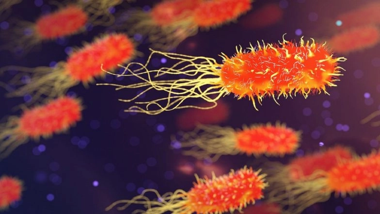 What Is Listeria? As Listeria Outbreak Traced to 'Fresh and Ready Foods' in US Lands 10 People in Hospital, Here's All About Listeriosis Infection That Contaminates Food