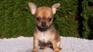 US Horror: Man Kills Chihuahua by Stuffing Dog in Oven, Cooks Puppy for 'Barking Too Much' in Alabama; Arrested