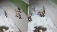 Leopard Attacks Sleeping Dog in Haridwar, Chased Away by Pack of Street Dogs; Video Surfaces