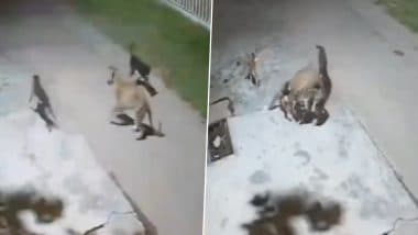 Leopard Attacks Sleeping Dog in Haridwar, Chased Away by Pack of Street Dogs; Video Surfaces