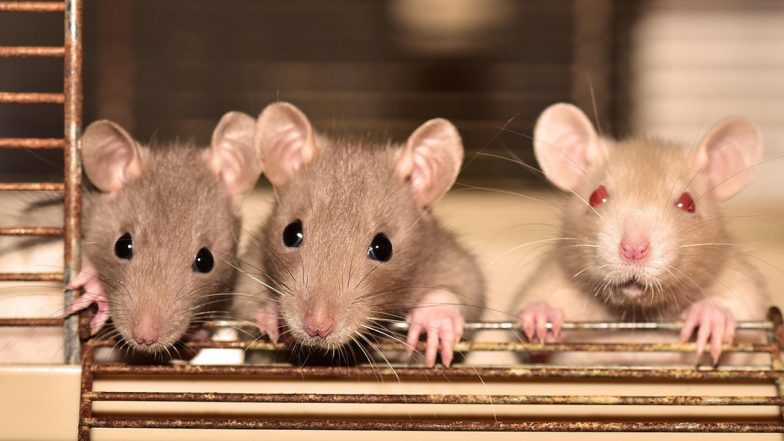 South Carolina Couple Charged With Child Neglect After 6-Month-Old Twins Found Bloodied and Bitten by ‘Large Rats’ in Infested Home