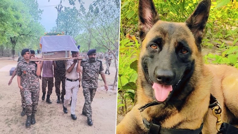 Sniffer Dog K9 Rolo Dies After 200 Bee Stings During Anti-Maoist Operation in Chhattisgarh; CRPF Personnel Conduct Last Rites (See Pics and Video)
