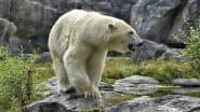 How Many Polar Bears Are There in Antarctica? Today’s Google Search Googly Melts This Common Myth With a Cool Reality Check