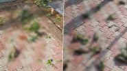 Jhansi: Over 100 Parrots Die As Violent Storm Batters UP, Shocking Video Shows Lifeless Bodies Scattered on Ground