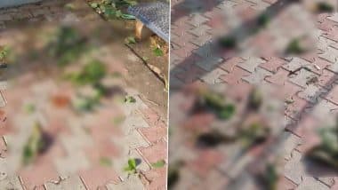 Jhansi: Over 100 Parrots Die As Violent Storm Batters UP, Shocking Video Shows Lifeless Bodies Scattered on Ground