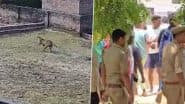 Leopard Terror in Varanasi Village: CCTV Captures Wild Cat Roaming Freely, Residents Lock Themselves Indoors As Forest Officials Launch Search Operation (Watch Video)