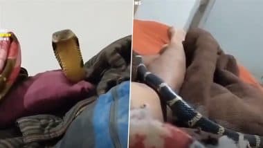 King Cobra Slithers Over Sleeping Man in Uttarakhand, Viral Video Shows His Calm Reaction Despite Deadly Snake Nearby