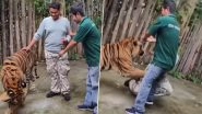 Tiger Attack Caught on Camera: Viral Video Shows Tiger Mauling 'Indian Man' at Thailand Park, Netizens Say 'Tigers Are Not Selfie Props'