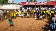 Jallikattu 2025: Grand Bull-Taming Event Held at Sri Pidari Amman Temple Near Pudukkottai in Tamil Nadu; 750 Bulls and 300 Tamers Participated (Watch Videos)