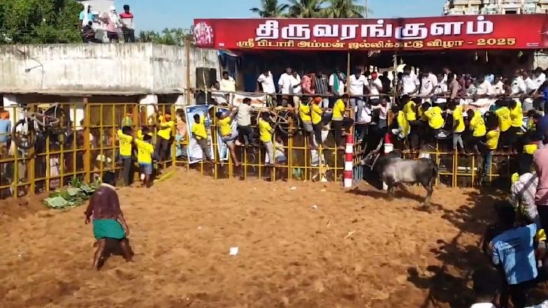 Jallikattu 2025: Grand Bull-Taming Event Held at Sri Pidari Amman Temple Near Pudukkottai in Tamil Nadu; 750 Bulls and 300 Tamers Participated (Watch Videos)