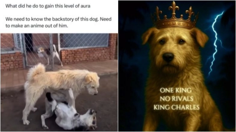 King Charles Dog Meme Viral Video: Alpha Dog With Aura Dominates Social Media! Know All About ‘Changmao’ Dog Breed