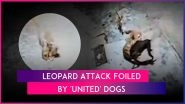 Haridwar: Leopard Attacks Sleeping Dog, Stray Pack Fights Back in Viral Video