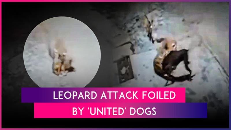 Haridwar: Leopard Attacks Sleeping Dog, Stray Pack Fights Back in Viral Video Haridwar: Leopard Attacks Sleeping Dog, Stray Pack Fights Back in Viral Video