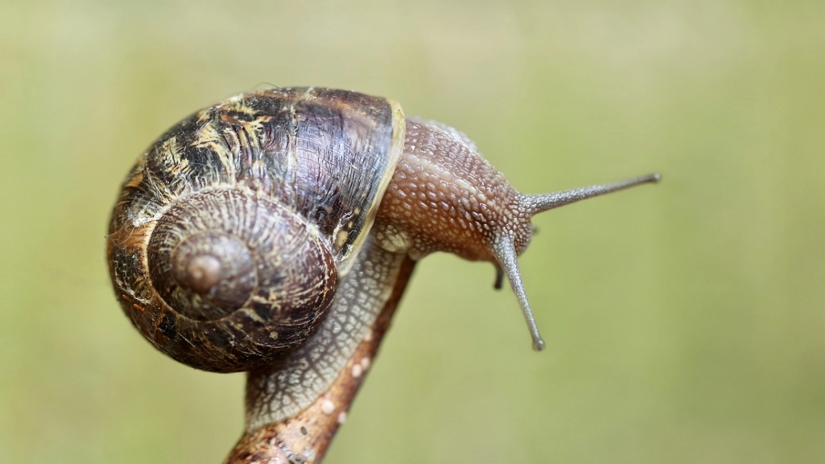 An American observance dedicated to appreciating snails and their contributions to ecosystems and sometimes culinary dishes.