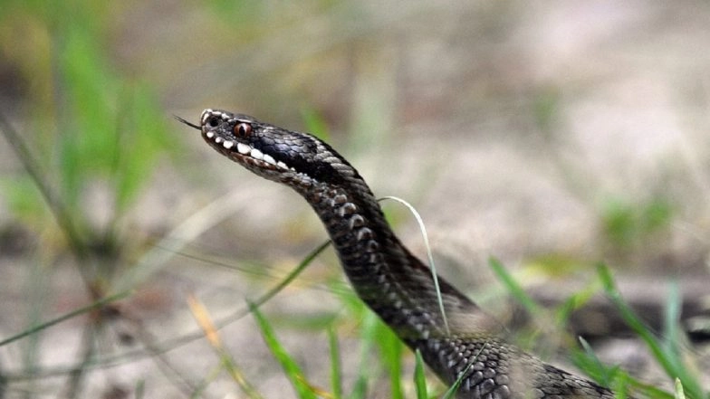 Cobra Bite Kills Odisha Snake Helpline Volunteer Santosh Chanda During Public Display in Balangir (Watch Video)