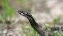 Instagram Reel Turns Tragic: Snake Bites UP Man on Tongue Mid-Shoot in Haibatpur Village in Amroha District, Critical Condition Reported