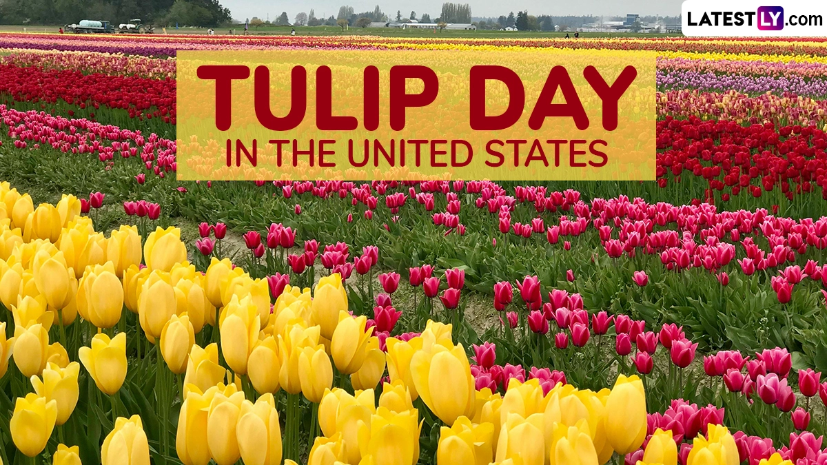 Tulip Day, celebrated on 13 May in the United States, is a day dedicated to appreciating the vibrant beauty of tulips, marking the peak of spring's floral display.