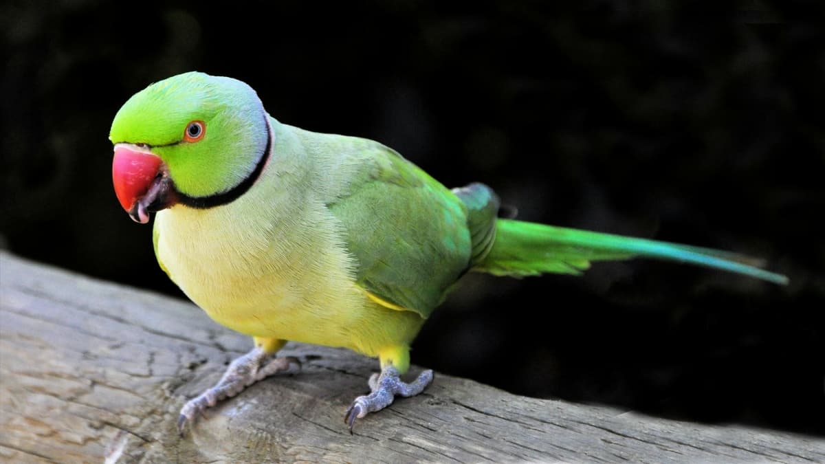 This global day raises awareness about parrots and advocates for their conservation due to threats like deforestation and illegal trade. This global day raises awareness about parrots and advocates for their conservation due to threats like deforestation and illegal trade.