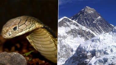 Nepal: King Cobras Found Near Mount Everest