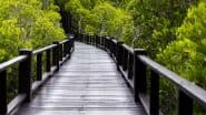 Gorai Mangrove Park: India’s First Mangrove Park To Open in Mumbai by August 2025, Check Details
