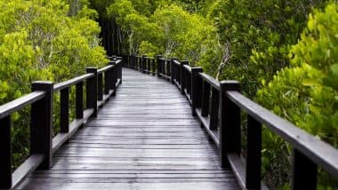 Gorai Mangrove Park: India’s First Mangrove Park To Open in Mumbai by August 2025, Check Details