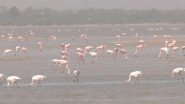 Flamingos Spectacle in Rajasthan, Watch Stunning Video From Sambhar Salt Lake, a Favoured Destination of Migratory Birds