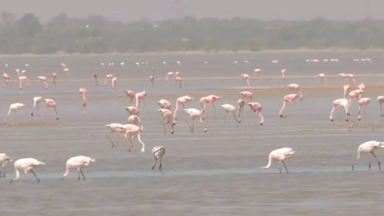 Flamingos Flock to Rajasthan’s Sambhar Salt Lake