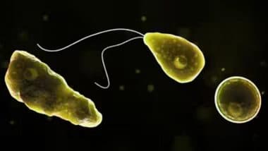 What Is Naegleria Fowleri? Texas Woman Dies From Brain-Eating Amoeba After Using Tap Water for Sinus Rinse