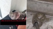 Meerut: Pet Dog Fights Off Venomous Snake To Protect Owner&rsquo;s Family, Dies After 26 Bites in UP (Watch Videos)