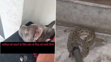 Meerut: Pet Dog Fights Off Venomous Snake To Protect Owner’s Family, Dies After 26 Bites in UP (Watch Videos)