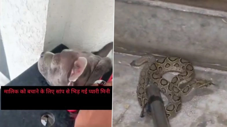 Meerut: Pet Dog Fights Off Venomous Snake To Protect Owner’s Family, Dies After 26 Bites in UP (Watch Videos)