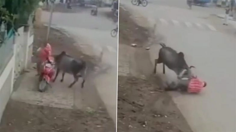Delhi Bull Attack Caught on Camera: Man Injured As Stray Bull Lifts, Slams and Tramples Him on Roadside in Chattarpur; Disturbing Video Surfaces
