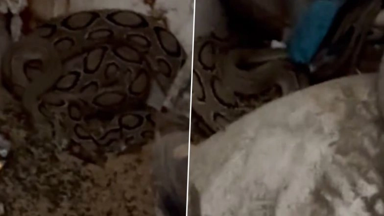 Snake Scare in Lucknow: Russell’s Viper Spotted at Brij Lal’s Residence, BJP MP Raises Caution With Video