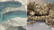 Mumbai Airport Bust: Man Caught Attempting To Smuggle Dozens of Rare Venomous Reptiles From Thailand, Arrested (See Pics)