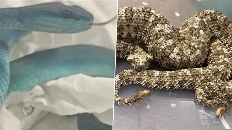 Mumbai Airport Bust: Man Caught Attempting To Smuggle Dozens of Rare Venomous Reptiles From Thailand, Arrested (See Pics)