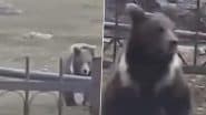 Bear Spotted in Sonamarg: Video of Men Chasing Wild Animal in Jammu and Kashmir Goes Viral