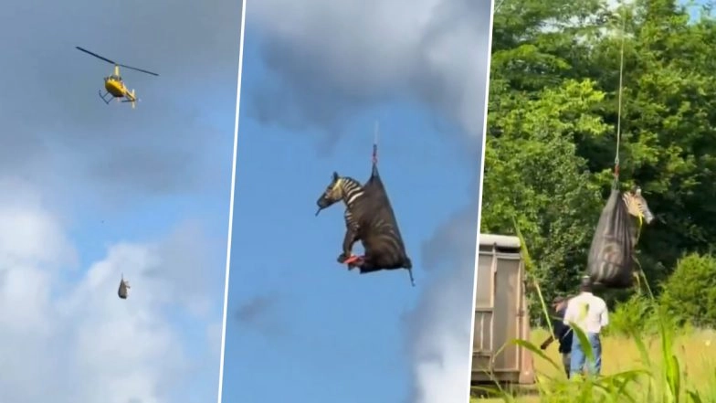 Stripes in the US Sky: Ed the Zebra Airlifted by Helicopter After Week of Dodging Cops in Tennessee, Video Goes Viral