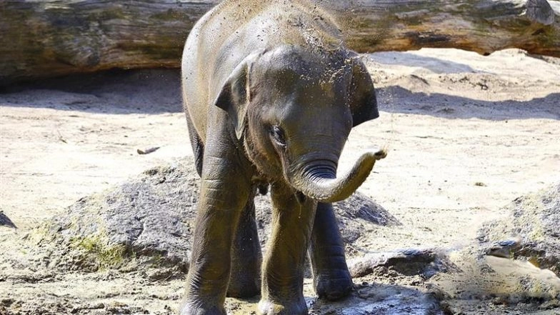 ‘Thank You’: Rescued Elephant Calf Touches JCB That Pulled It to Safety in Chhattisgarh's Raigarh, Heartwarming Video Goes Viral