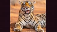 &lsquo;Arrowhead&rsquo;: Famous Ranthambhore Tigress T-84 Dies of Brain Tumour in Rajasthan