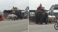 &lsquo;Hathi-Ghoda&rsquo; Fight in Madhya Pradesh: White Horse Seen Attacking Elephant on Busy Road in Ratlam, Video Goes Viral