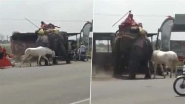 ‘Hathi-Ghoda’ Fight in Madhya Pradesh: White Horse Seen Attacking Elephant on Busy Road in Ratlam, Video Goes Viral