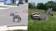 Zebra on Loose in Tennessee: Pet Zebra Caught on Camera Galloping on Road in US, Video Goes Viral