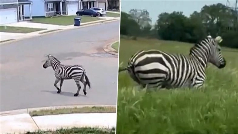 Zebra on Loose in Tennessee: Pet Zebra Caught on Camera Galloping on Road in US, Video Goes Viral