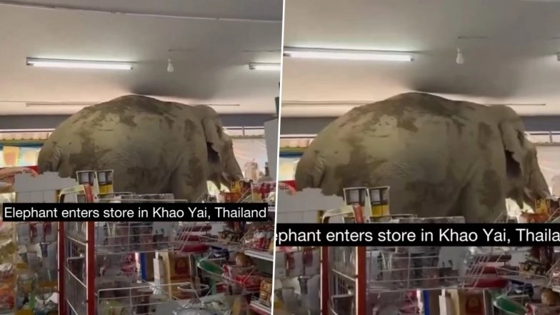 Wildlife Meets Snack Aisle: Wild Elephant Breaks Into Shop Near Khao Yai National Park, Picks Out Crackers and Walks Away in Thailand; Videos Go Viral