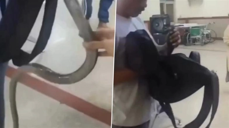 ‘Please Treat Me Fast, This Snake Bit Me’: Jaipur Man Walks Into Hospital Holding Snake That Bit Him, Leaves Staff and Patients Terrified; Video Goes Viral