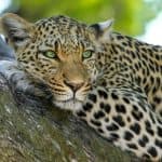 Animal Cruelty in Rajasthan: Villagers Put Leash on Sick Leopard, Take Selfies and Parade Big Cat in Bundi; Video Goes Viral
